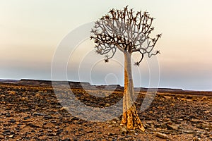 Quiver tree in the vicinity of Fish river canyon, Namibia