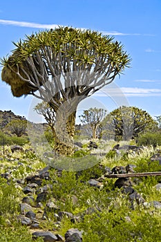 Quiver tree with wever bird`s nest in Namibia