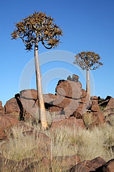 Quiver trees.