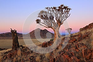 Namibia - Quiver Trees photo