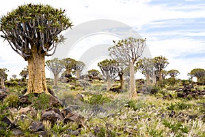 Quiver trees in Africa. Quiver tree forest, Keetsmanshoop, Namibia