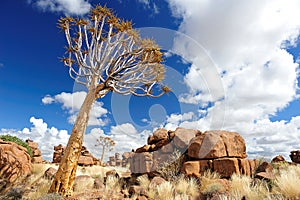 Quiver Trees (Aloe dichotoma)