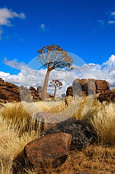 Quiver Trees (Aloe dichotoma)