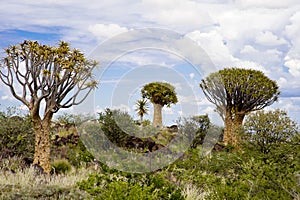 Quiver trees in Namibia