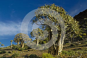 Quiver trees in South Africa