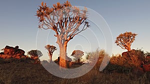 Quiver trees at sunset - Namibia