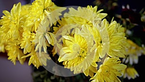 Quivering Fresh Bouquet of Bright Yellow Lush Chrysanthemums Stands in Interior