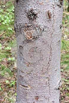 Quivering poplar trunk, a natural pattern