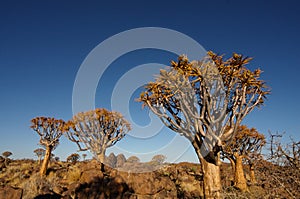 Quivertree Forest