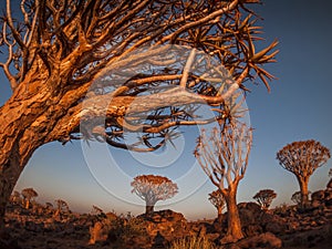 The Quivertree Forest near Keetmanshoop in Namibia, Africa.