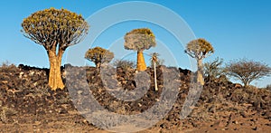 Namibia Quivertree Forest photo