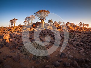 The Quivertree Forest near Keetmanshoop in Namibia, Africa. photo