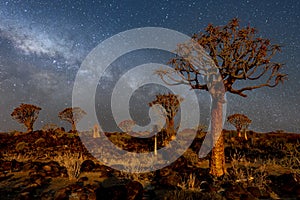 The Quivertree Forest photo