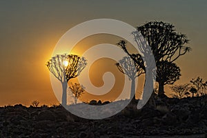 The Quivertree Forest photo