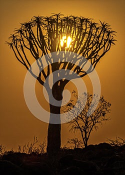 The Quivertree Forest photo