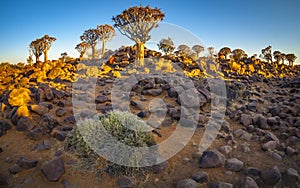 The Quivertree Forest at sunrise in Namibia, Africa.