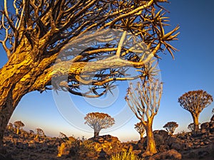 The Quivertree Forest at sunrise in Namibia, Africa. photo