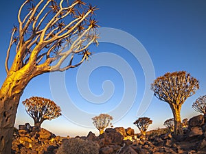 The Quivertree Forest at sunrise in Namibia, Africa. photo