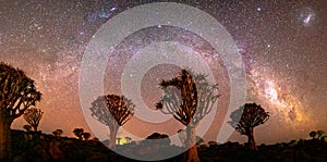 Quivertree forest under the milkyway near Ketmanshoop