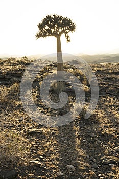 A Quivertree in Namibia