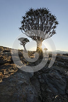A Quivertree in Namibia