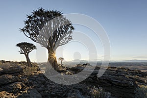 A Quivertree in Namibia