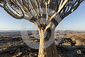 A Quivertree in Namibia