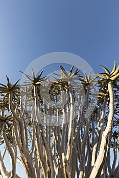 A Quivertree in Namibia