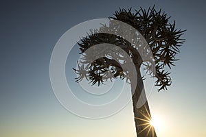 A Quivertree in Namibia