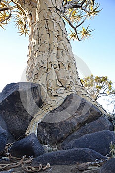 A Quivertree Root holding itself on top of vulcanic stones