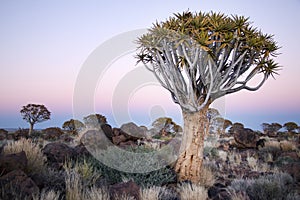 A Quivertree in south Namibia