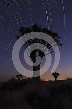 Quivertree startrail