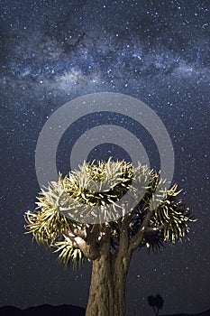 Quivertree under Milky Way.