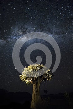 Quivertree under Milky Way. Namibia.