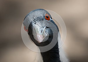 A quizzical looking Demoiselle Crane