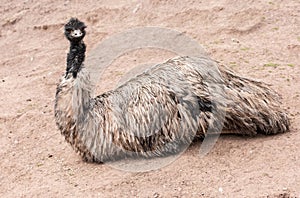 Quizzical Ostrich