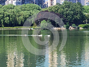 Qujiangchi Heritage Park South Lake free-range ducks