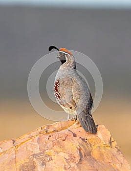 a qun bird is perched on a rock while it looks to its right