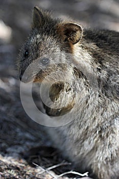 Quokka