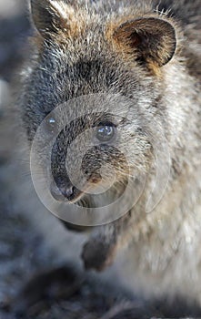 Quokka