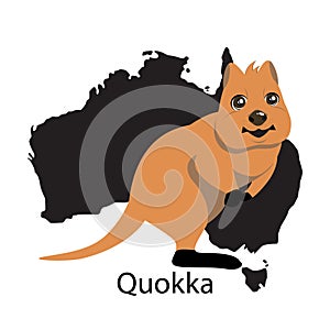 Quokka animall of Australia. photo