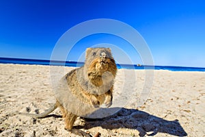 Quokka on the beach photo