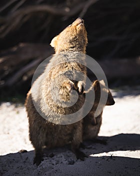 Quokka Family in Rottnest Island