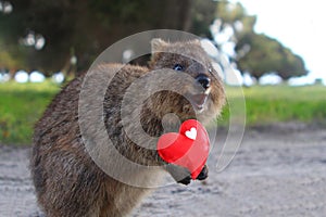 Quokka laughing with red heart. Quokkas are small Australian kangaroos