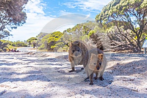 Quokka living at Rottnest island near Perth, Australia