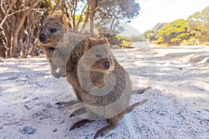 Quokka living at Rottnest island near Perth, Australia photo