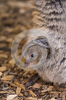 Quokka mom and baby in the pouch