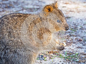 Quokka Portrait