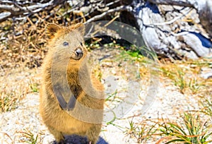 Quokka Rottnest Island