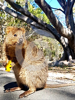 Quokka from Rottnest Island